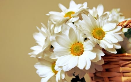 Daisies - white, yellow, daisy, basket, flower