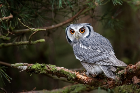 Owl - owl, bird, branch, pasare, beauty, bufnita, feather