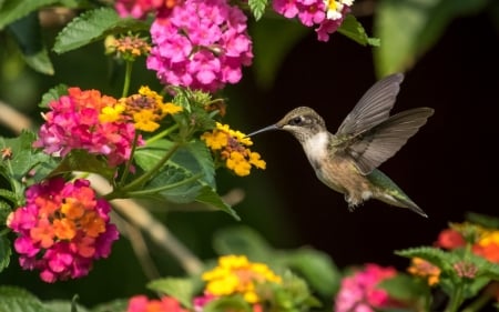 Humming-bird - humming-bird, yellow, colibri, flower, pink, black, colorful, red, green, wings, pasare, cute