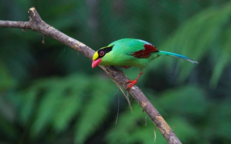 Bird - red, branch, green, cute, pasare, bird