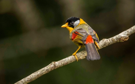 Bird - red, pasare, bird, cute, yellow, branch