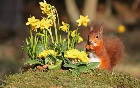 Squirrel - spring, daffodils, flower, veverita, animal, red, green, cute, squirrel