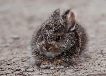 Bunny - easter, rabbit, animal, cute, bunny