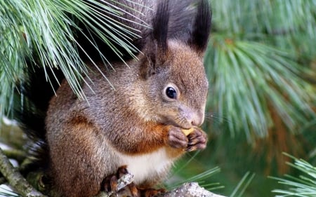 Squirrel - animal, green, fir, cute, squirrel, veverita, needles