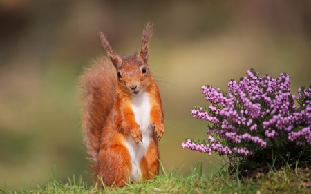 Squirrel - flower, pink, orange, veverita, animal, purple, red, cute, squirrel