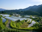 Rice Terraces