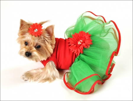 Puppy - costume, skirt, puppy, funny, caine, white, red, dog, animal, green, cute, yorkshire terrier, flower