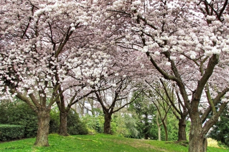 Blossoms - spring, trees, pink, blossom