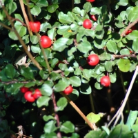 Berries on Branch City Hall Garden Brampton Ontario Canada