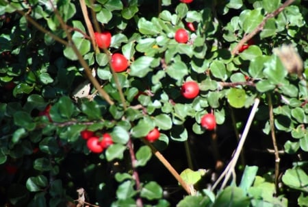 Berries on Branch City Hall Garden Brampton Ontario Canada - berries, ontario, nikon, branch, Canada, brampton