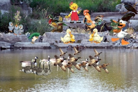 Duck Day at the Park, Brampton Ontario Canada