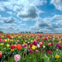 Fields Of Tulips