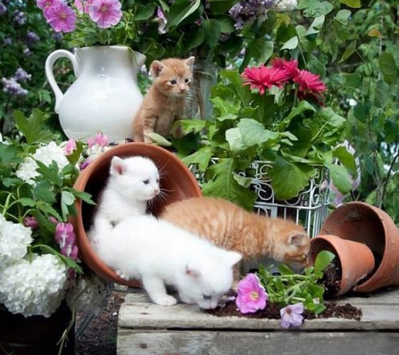 Kitties Gathering - kitties, cat, gathering, animal, flowers, pot, garden