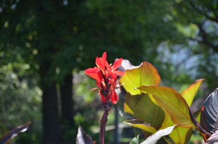 Flower at Chingacousy Greenhouse Brampton Ontario Canada