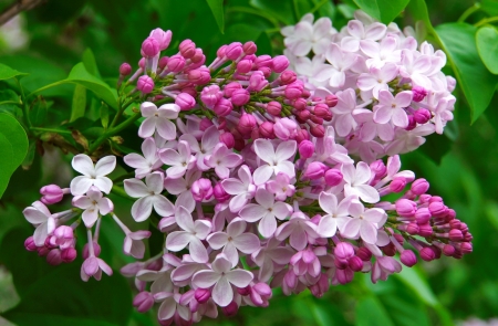 Spring lilac - flowers, pretty, beautiful, lilac, spring, lovely, freshness, leaves