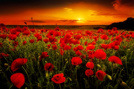 Sunset field - sky, sunset, field, glow, firey, red, beautiful, clouds, orange, flowers, poppies