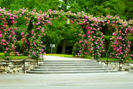 Arch of roses in park - greenery, pretty, roses, beautiful, fragrance, spring, freshness, flowers, stairs, scent, garden, arch, park