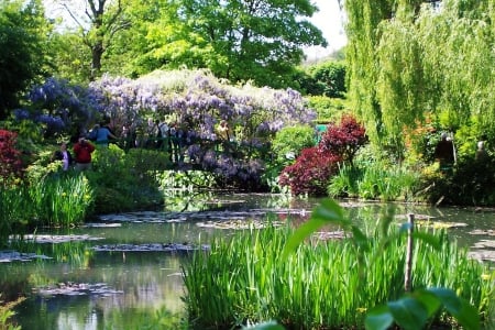 Lily Pond - blossoms, trees, water, park