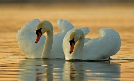 Swans - nature, water, pond, reflection