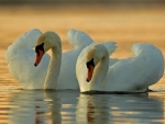 Swans