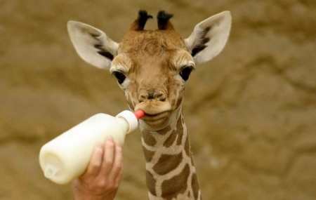 Baby Giraffe - afrika, nature, baby, milk, animal, cute, giraffe