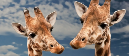 Two Giraffes - nature, two, portrait, animals, giraffes, africa