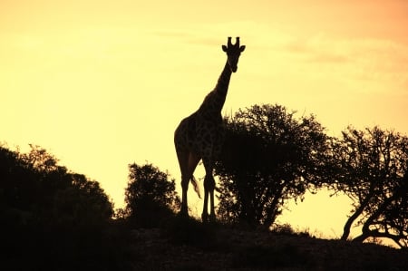 Giraffe - nature, sky, animal, giraffe, africa