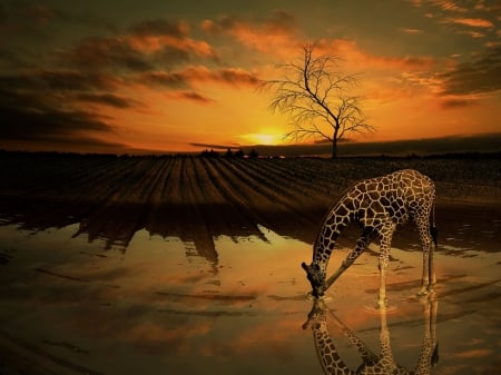 Giraffe at sunset - animal, sunset, water, Africa, nature, Giraffe, drinking