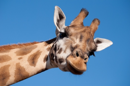 Hello :) - macro, animal, cute, giraffe, head