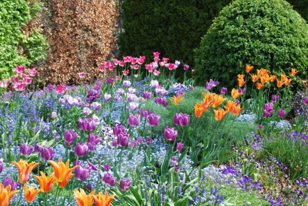 Giverny Tulips - colors, blossoms, garden, plants