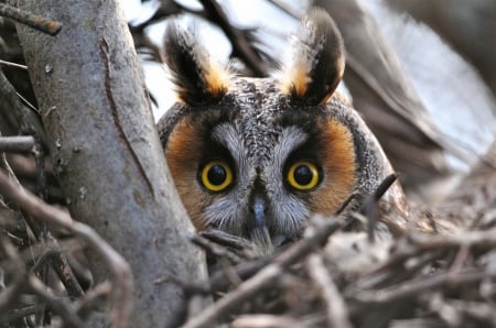 Owl - owl, bird, yellow, cute, eyes, ciuf, bufnita