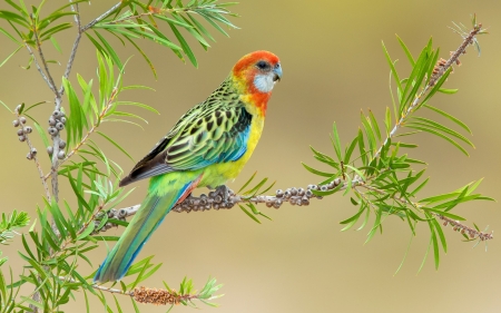 Parrot - bird, parrot, orange, yellow, branch, green