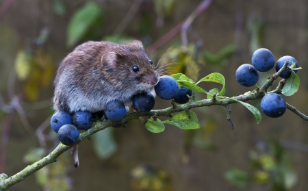 Mouse - rodent, branch, animal, berry, fruit, blueberry, mouse, soricel