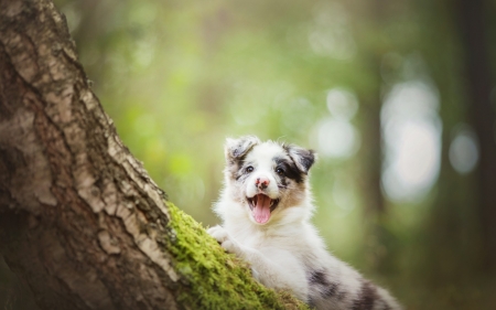 Puppy - white, animal, australian shepherd, green, cute, dog, caine, puppy