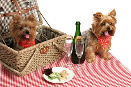 Picnic - couple, puppy, picnic, funny, caine, white, yorkshire, red, dog, animal, cute, terrier