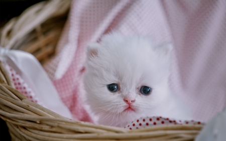 Persian kitten - pink, sweet, cat, basket, pisica, persian, white, animal, kitten, cute