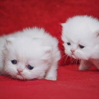 Persian kittens