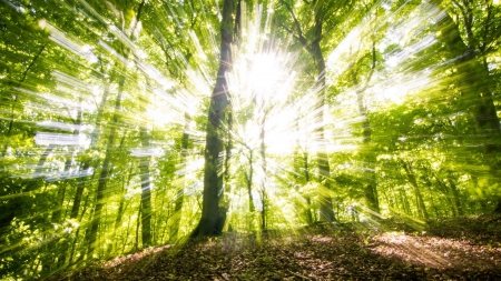 sun rays in a green forest - hill, green, forest, sun rays