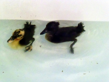 Ducks In The Tub - Tennessee, Animals, Tub, Ducks