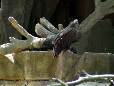 Pirched Buzzard - wisconsin, animals, aves, zoo