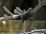 Pirched Buzzard