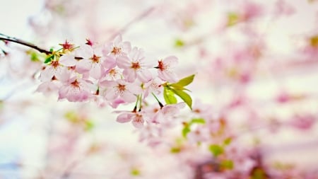 Cherry bloom - nature, bloom, spring, light