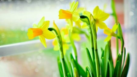 Daffodils - flowers, spring, daffodils, nature