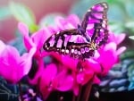 Pink butterfly