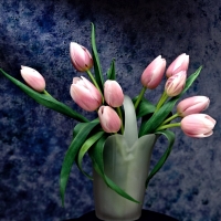 Pink Tulips in a Vase