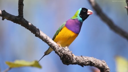 Gouldian Finch bird (Australia) - gouldian, bird, multi, blue, Colourful