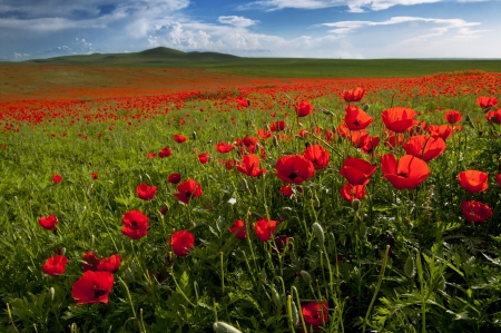 Flower Field - nature, field, flowers, poppies