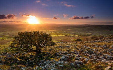 Beautiful Scenery - tree, nature, sunset, landscape