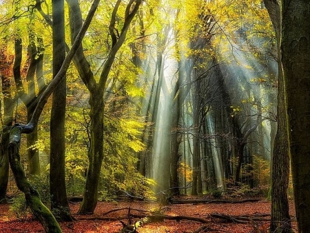 forest - trees, forest, photo, nature