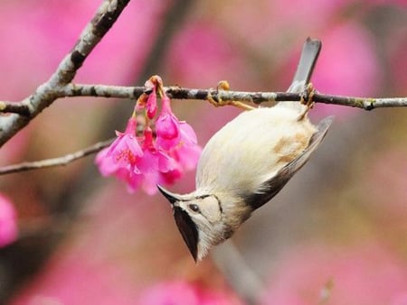 Spring is Here - flowers, bird, branches, cherry, anmal, spring